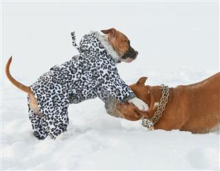 American Staffordshire Terrier Dogs Playing