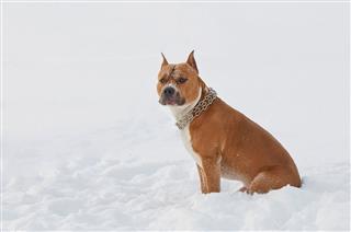 American Staffordshire Terrier In Snow