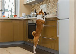 Hungry Basenji Dog Inspecting Kitchen