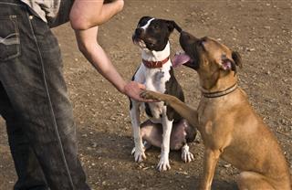 Pit Pups Taking A Lesson