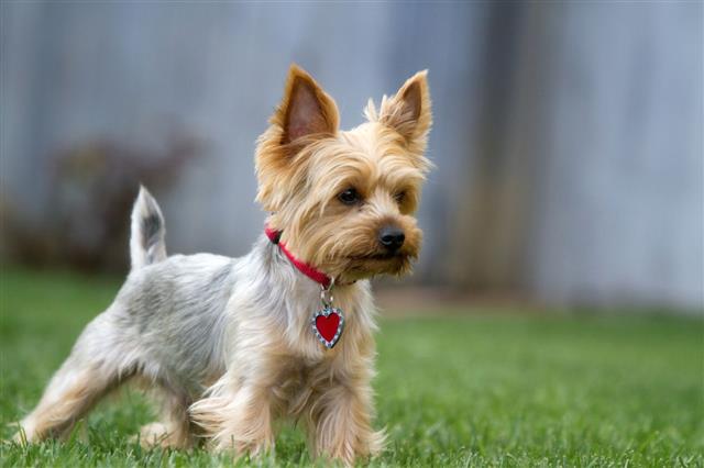 Yorkshire Terrier At Attention