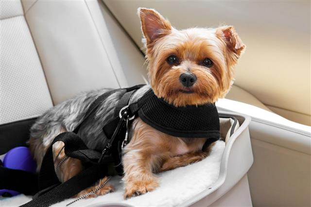 Cute Dog Secured In Car Seat