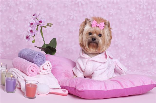 Yorkshire Terrier Dog Day At Spa