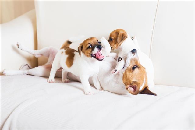 Dog Family Playing On White Sofa