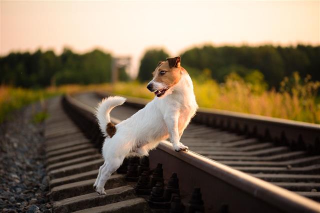 Dog Walking On Railway