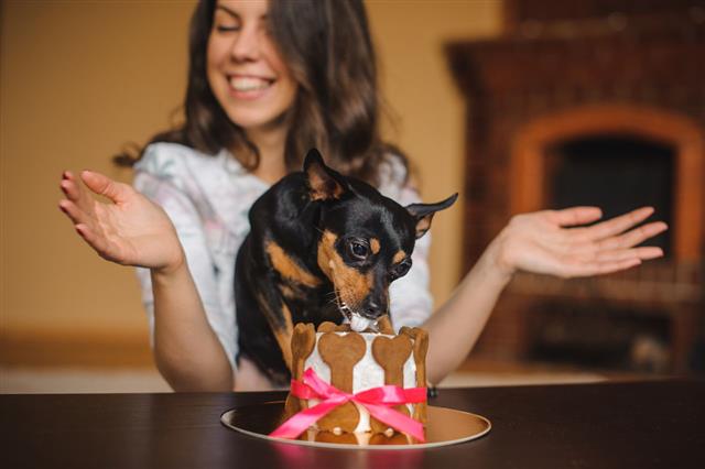 Woman And Toy Terrier With Dog Cake