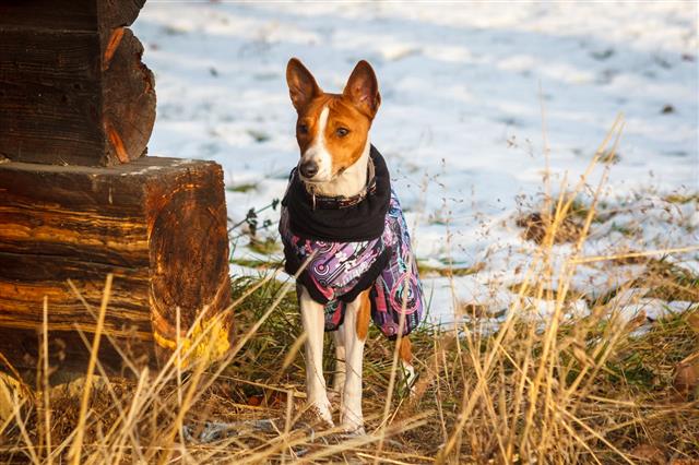 Basenji In Winter Clothes