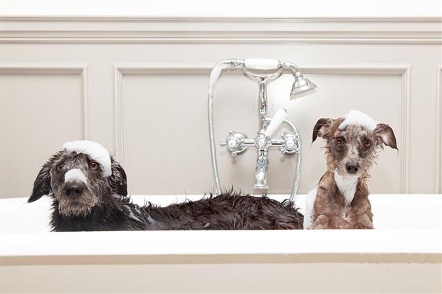 Two Funny Wet Dogs In Bathtub