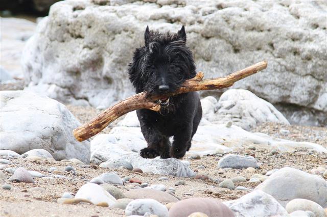 Small Black Terrier On Beach