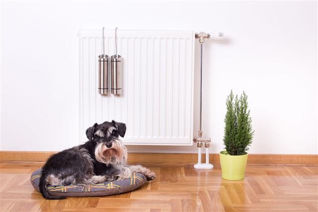 Dog Lying In Front Of Heater