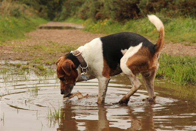 Jack Russell Dog In Puddle