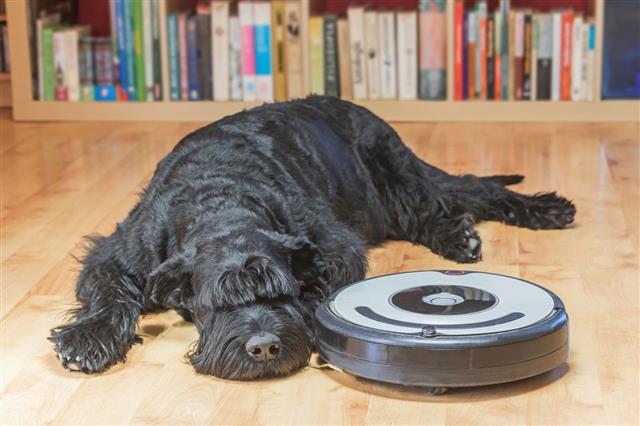 Hairy Dog And Robotic Vacuum Cleaner