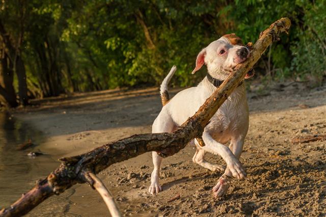 Dog Holding Branch In The Water