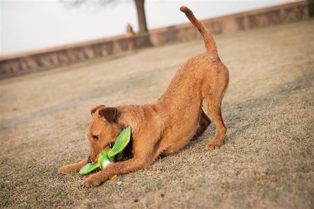 Irish Terrier Dog Playing With Toy