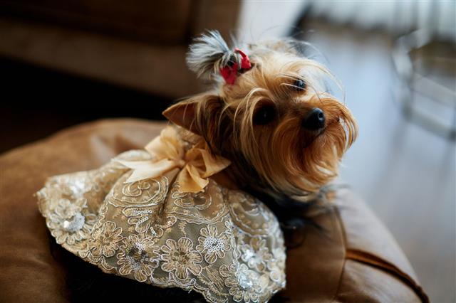 Yorkshire Terrier Dog In A Dress