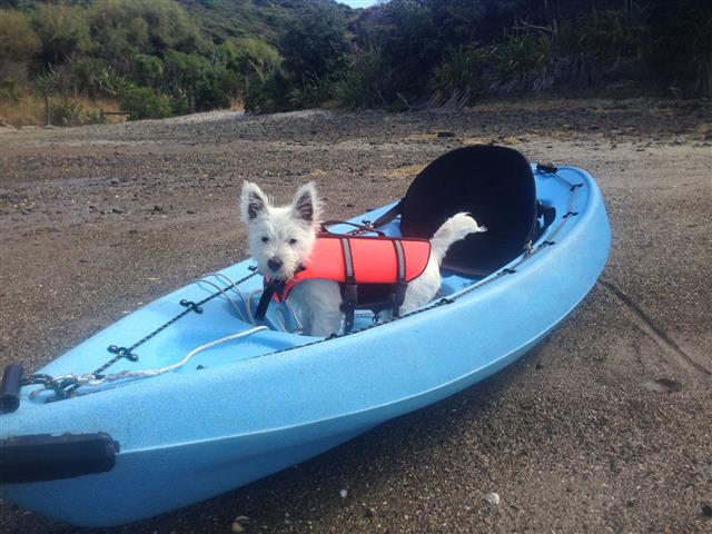 Westie Puppy In Kayak With Life Jacket