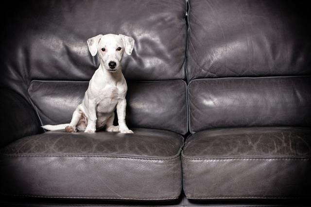 Jack Russell Puppy Sitting On Sofa