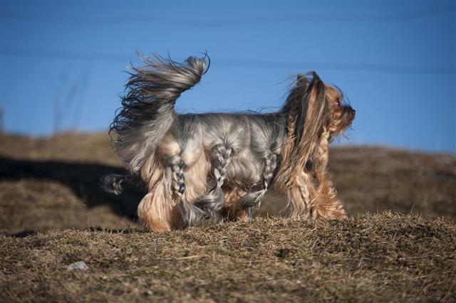 Beautiful Long Hair Yorkshire Terrier
