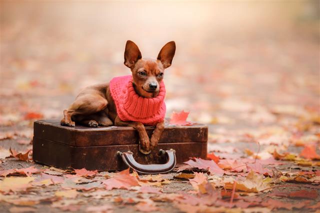 Toy Terrier Dog Outdoors