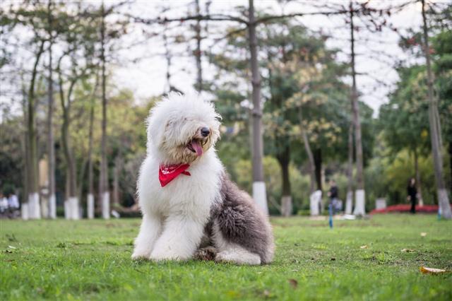 Old English Sheepdog Outdoors On Grass