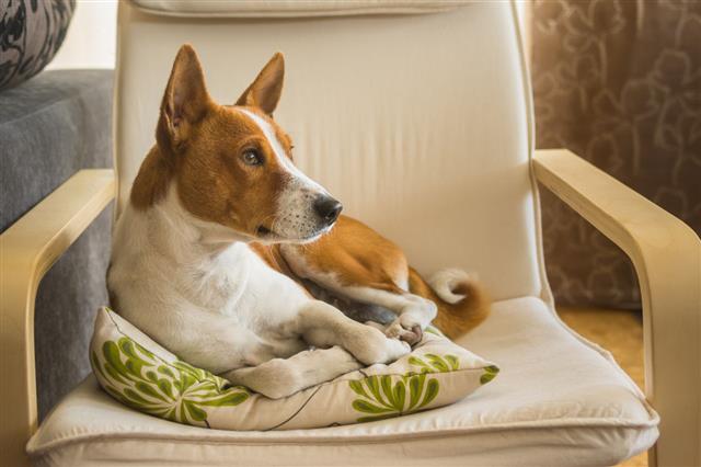 Cute Basenji Dog Resting On Chair