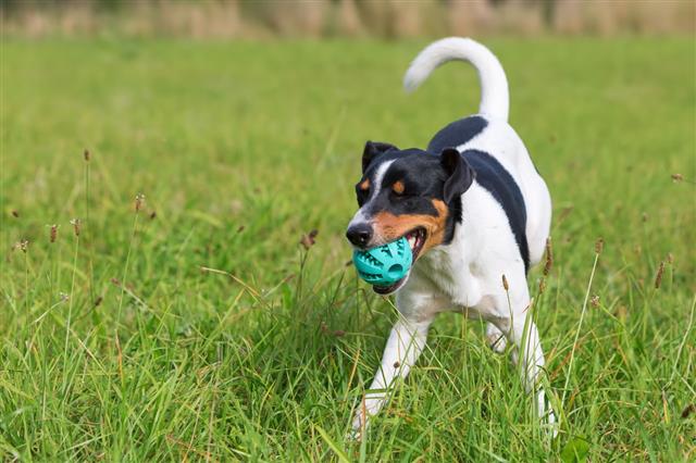 Parson Russell Terrier Playing With Ball