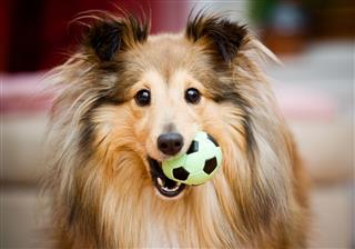 Sheltie Puppy Playing With Ball