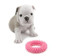 English Bull Dog Puppy With Toy