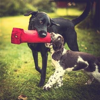 Springer Spaniel Puppy And Young Labrador