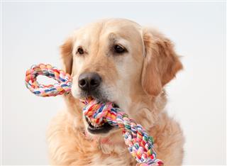 Golden Retriever With Colorful Toy