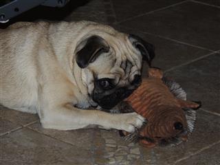 Pug And His Toy