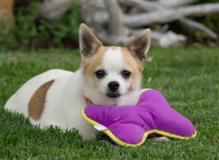 Chihuahua Dog With Plush Toy