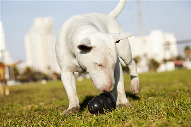 Bull Terrier With Chew Toy