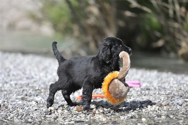 Retriever Puppy Dragging A Toy