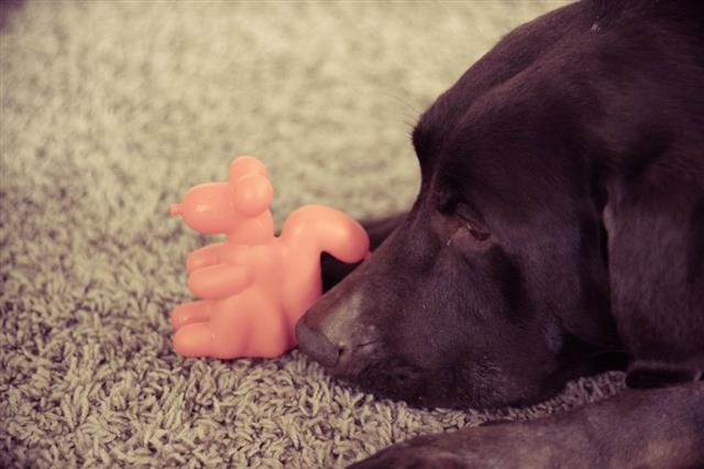 Brown Lab With Toy