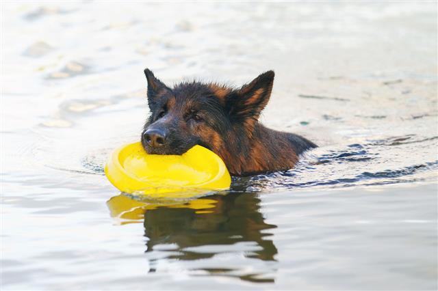 German Shepherd Dog Swimming