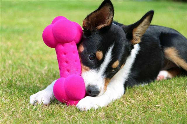 Collie Puppy Playing With Pink Toy