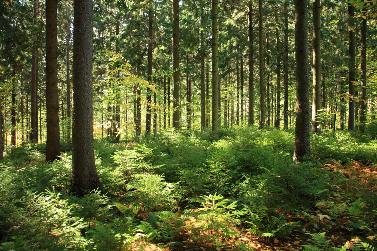 Understanding the Deciduous Forest Biome and its Importance - Science Struck