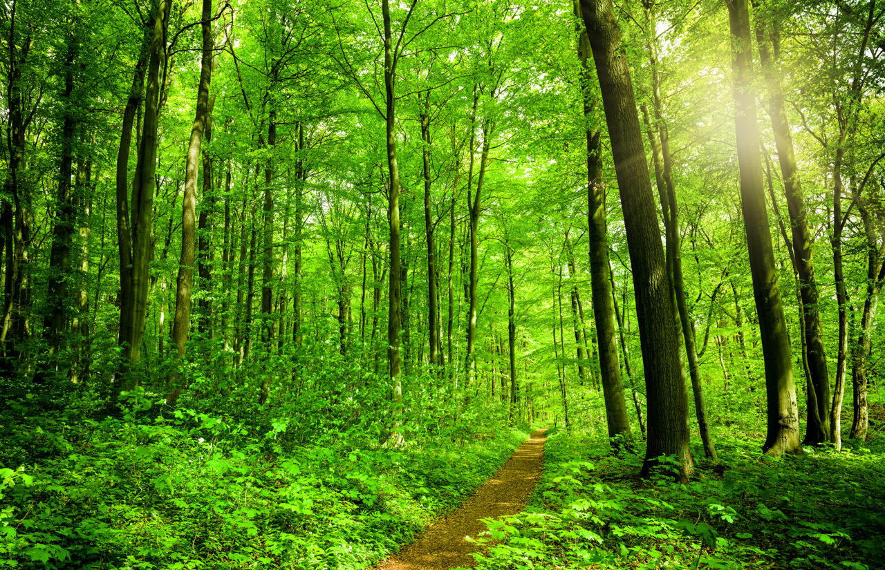Ecosistema Forestal