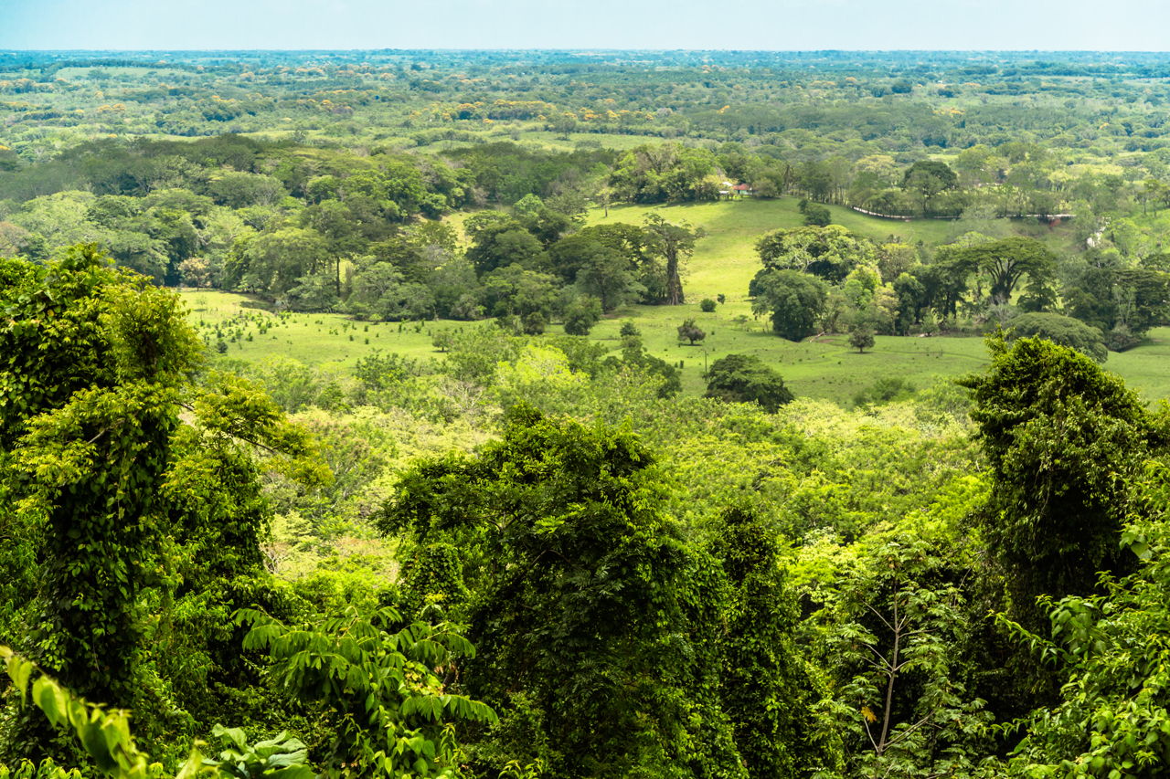 A Guide to Tropical Rainforest's Energy Pyramid and its Importance -  Science Struck