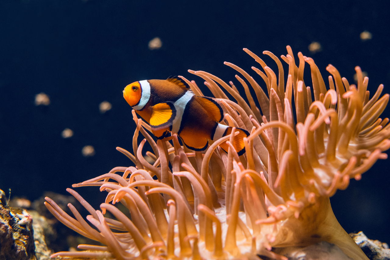 Riveting Facts About the Marine Biome You Probably Didn't Know