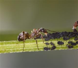 An Adult Ant With Aphids