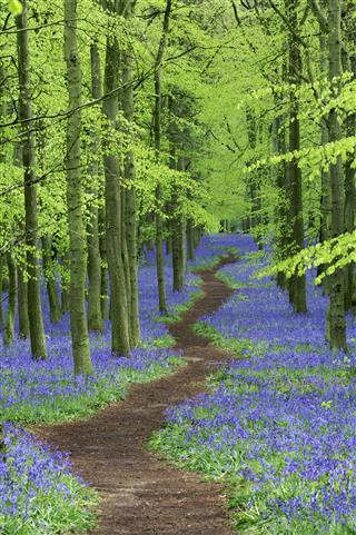 Pathway Through Bluebell Wood