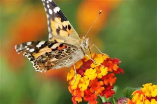Butterfly On Red And Yellow Flowers