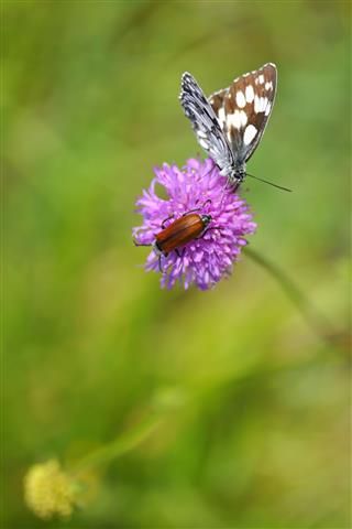 Bug And Butterfly On Single Flower