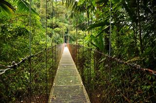 Hanging Bridges In Costa Rica