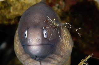条海鳗