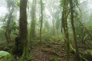 Mossy Australian Rainforest