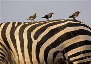 Weaver Birds On Zebras Back
