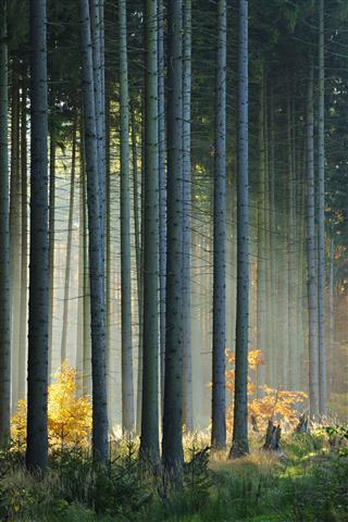 Sunlit Spruce Tree Forest In Autumn
